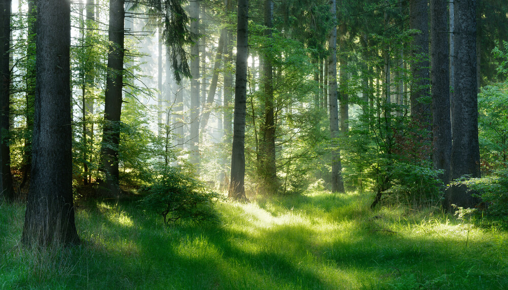 Titanium SPR surrounding greenery